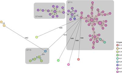 The Emergence of Novel Sequence Type Strains Reveals an Evolutionary Process of Intraspecies Clone Shifting in ICU-Spreading Carbapenem-Resistant Klebsiella pneumoniae